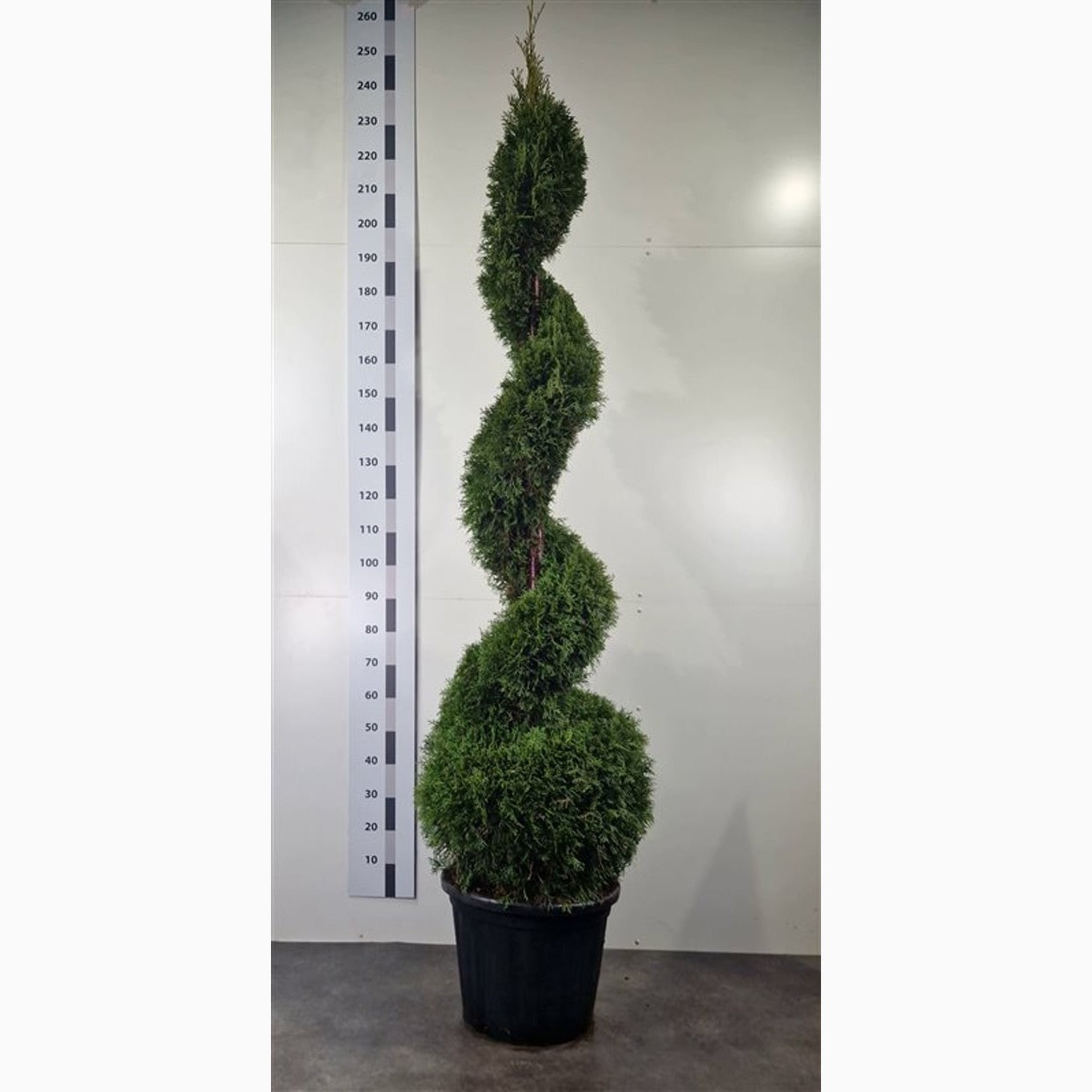 Thuja – Thuja occidentalis 'Smaragd' - 180-200 CM Spiral Cont.